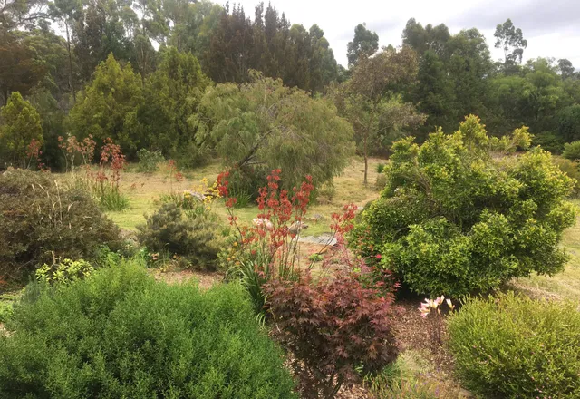 Established native garden with flowering plants selected for Tasmanian conditions