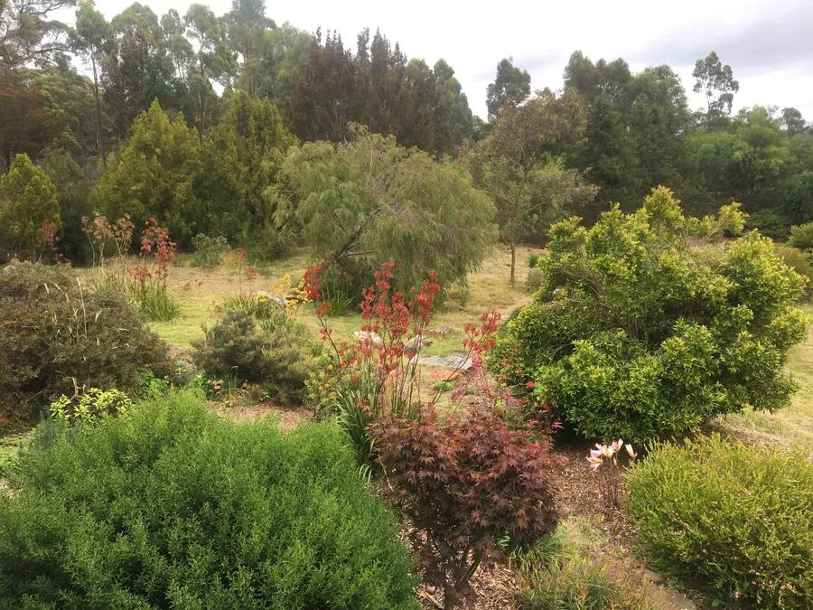 Established native garden with flowering natives