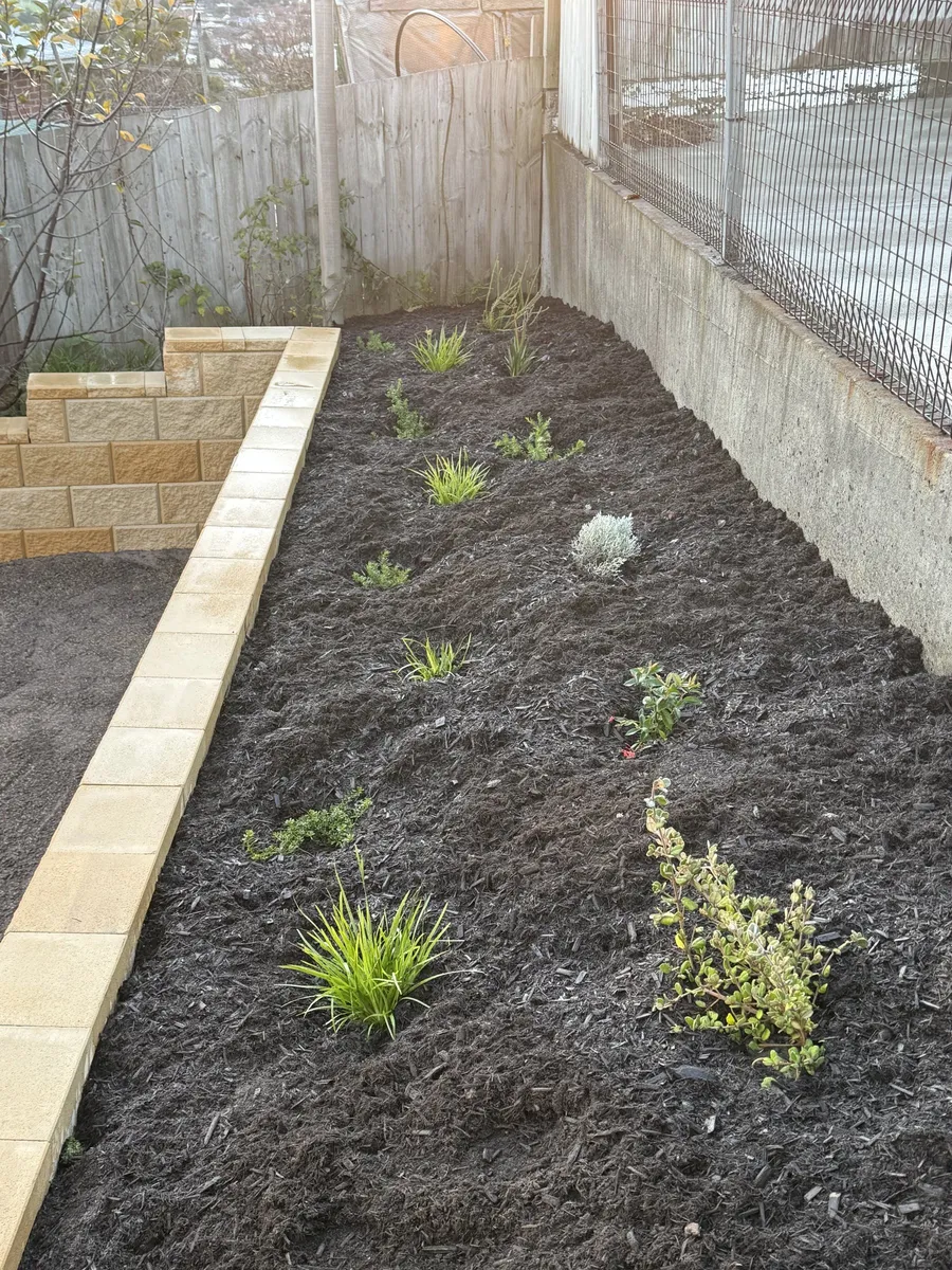 After: hardy grasses and natives establishing in the mulched bank