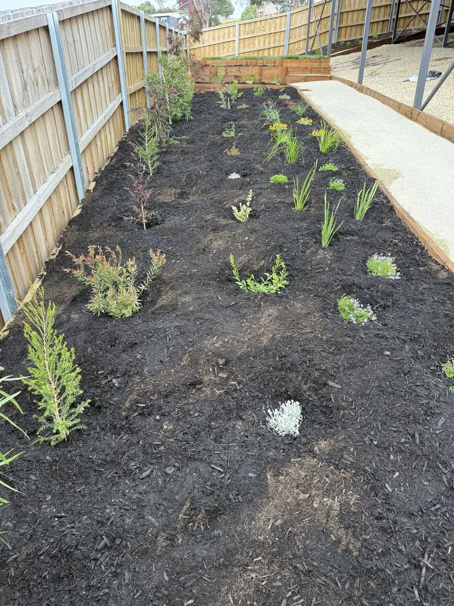 Rows of young native plants in a freshly mulched bed along the fence