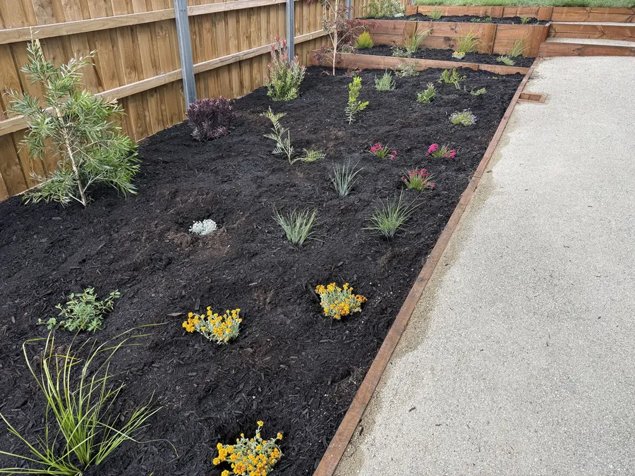 New native plantings with flowering groundcovers along the concrete path